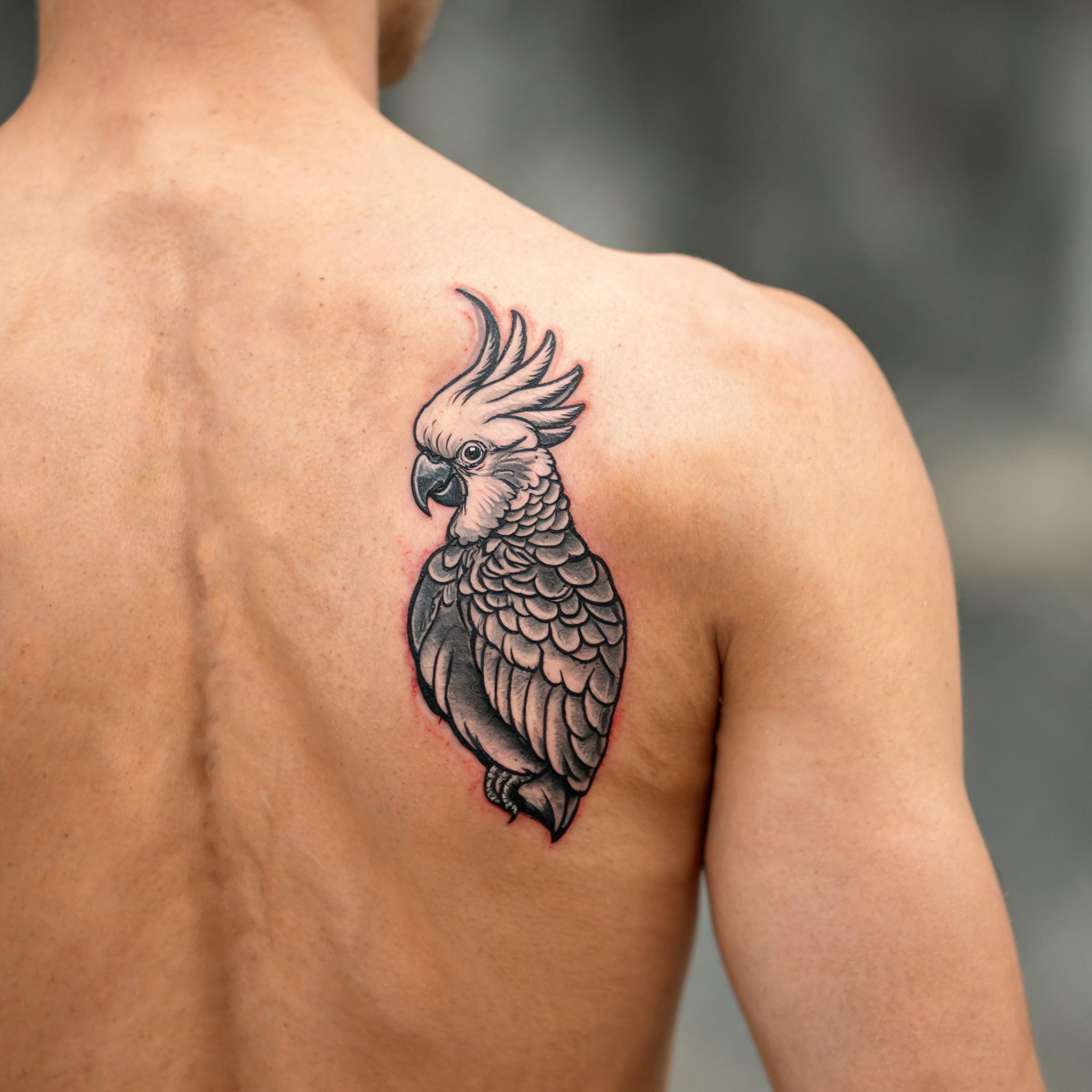 Black and grey American traditional cockatoo tattoo image on a shoulder blade, shown on skin against a neutral background.