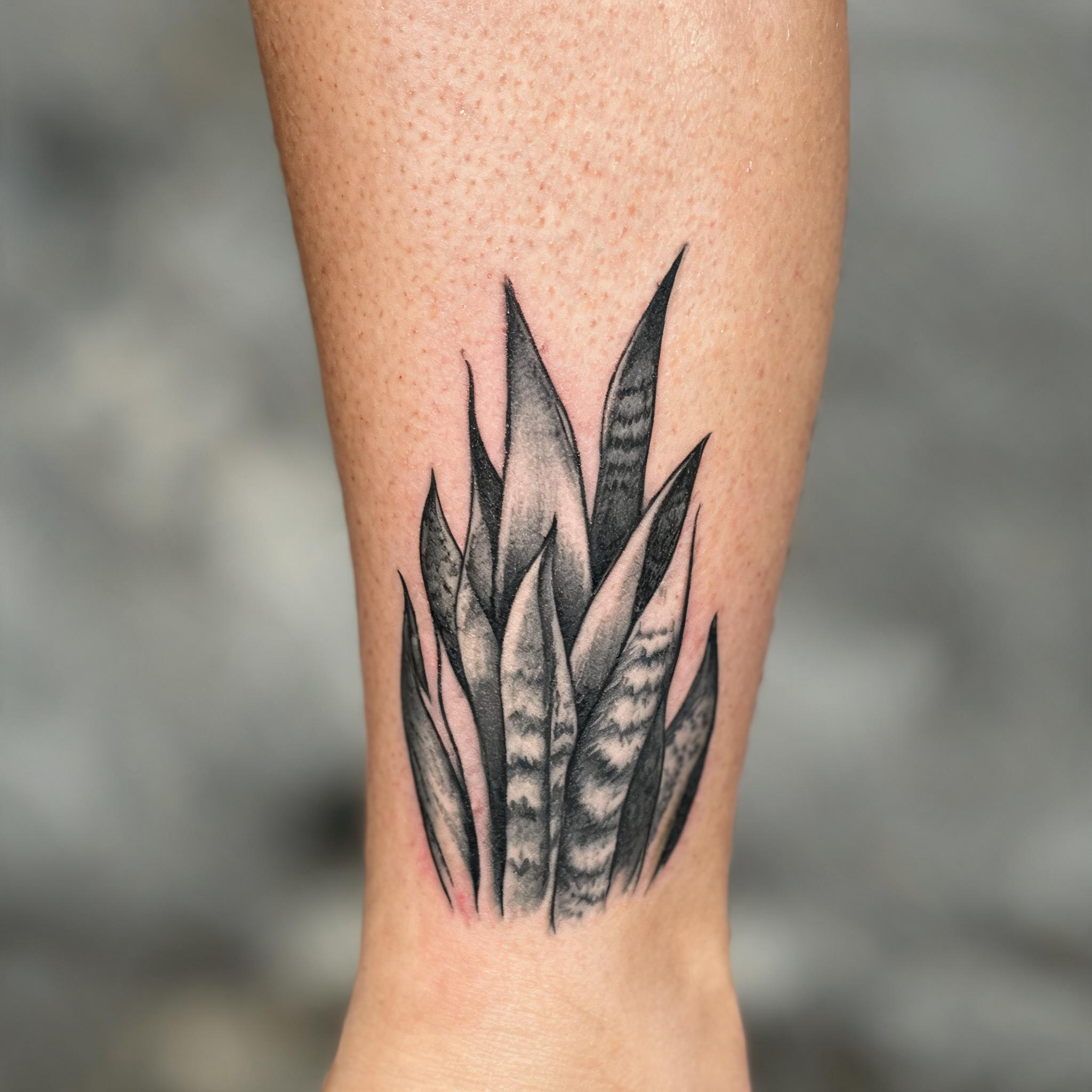 A black-and-grey colour realism tattoo image of a snake plant on a person's shin, shown against a clean neutral background.